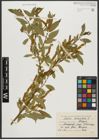 Foto von Salix triandra subsp. triandra L.